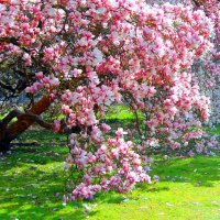 Flowering magnolia