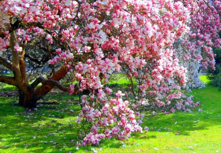 Flowering magnolia - blossoms, magnolia, pink, tree