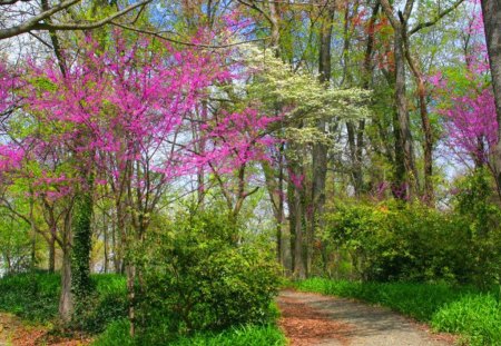 Hint of spring - path, trees, blossoms, green, spring