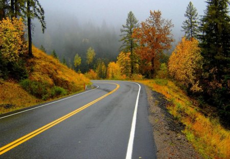 road - fun, forest, trees, nature