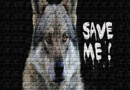 Save Me - wolf, animal, fantasy, graffiti, abstract