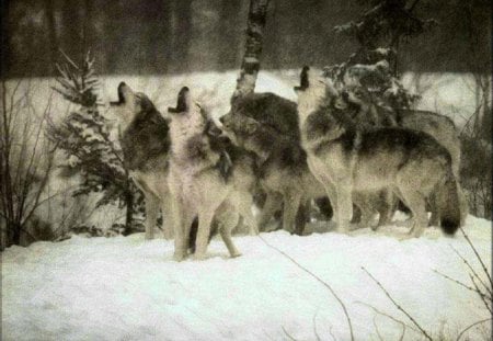 In Harmony - nature, dogs, snow, animals, wolves