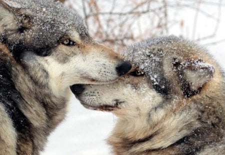 Wolves in Winter - snow, nature, predator, wolf