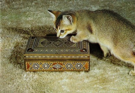 A Abyssinian kitten - abyssinian, box, kitten, feline