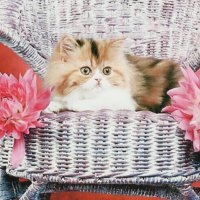 A persian kitten on a wicked chair