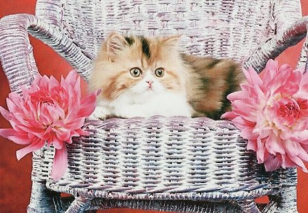 A persian kitten on a wicked chair