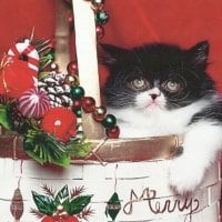 A christmas cat in a christmas basket