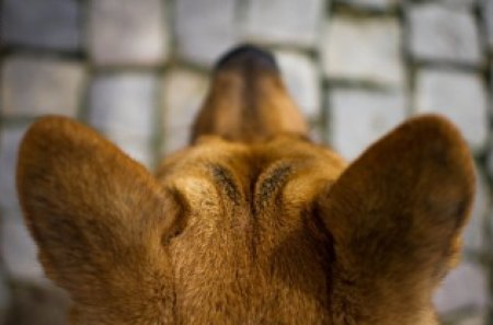 German shepherd - playful dog, cute, beautiful, puppy, german shepherd, dogs, dog face, face, animals, pretty, beauty, bubbles, sweet, playful, puppies, pay, lovely