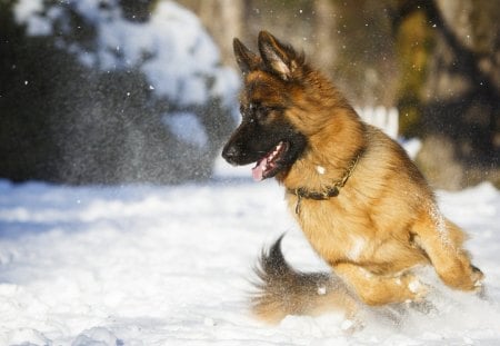 Snow german shepherd - playful dog, cute, beautiful, puppy, german shepherd, dogs, dog face, face, animals, pretty, beauty, bubbles, sweet, playful, puppies, pay, lovely, snow