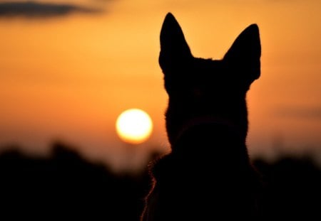 Sunset and german shepherd - playful dog, cute, beautiful, puppy, german shepherd, dogs, dog face, face, animals, pretty, beauty, bubbles, sweet, playful, puppies, pay, lovely