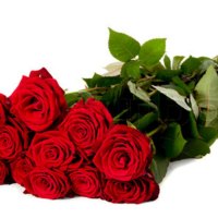 Red Roses For Friends DN