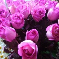 pink roses