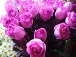 pink roses