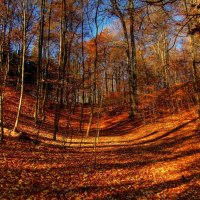 autumn forest