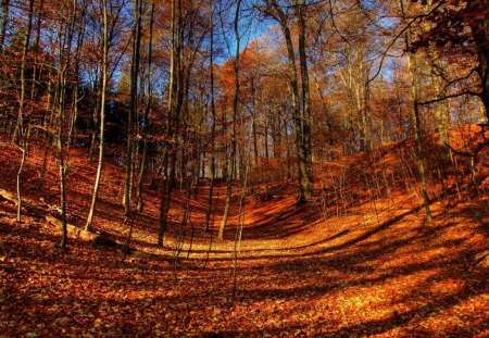 autumn forest - autumn, forest