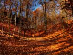 autumn forest