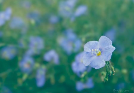 The Flax Fairy - fairy, flax, flower