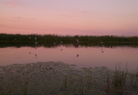 Romania touch-Danube sunset - danube, sunset, romania, birds