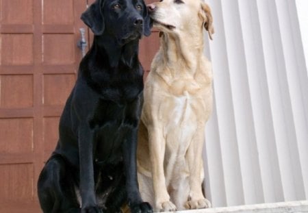 BLACK or WHITE - dogs, white, black