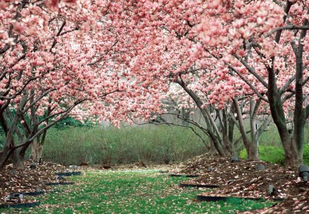 in full bloom - beautiful, wallpaper