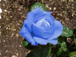 Blue rose