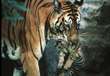 Tiger and baby - tigers, animals