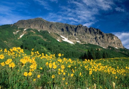 Yellow flowers - flowers, nature