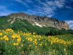 Yellow flowers