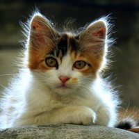 tiny kitty