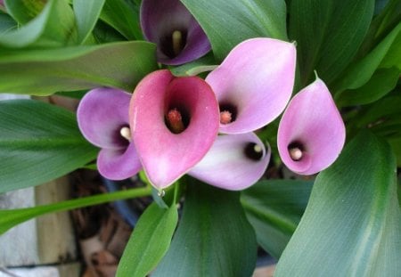 Lilly - lilly, flower, nature