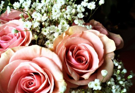 Roses - flower, roses, pink, nature