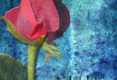 Rose Shadow - art, blue mottled background, red rose