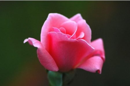 Perfectly Pink - flower, pink, rose