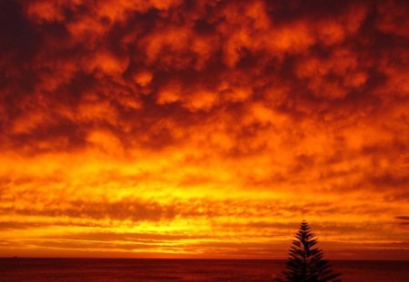 Ocean Sunset - red clouds, pine tree, sunset