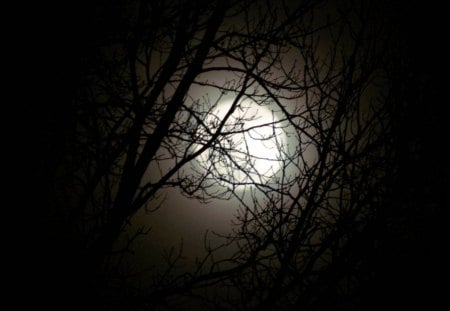 Full Moon - night, darkness, trees, full moon