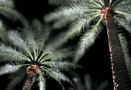 PALM TREES - green, flowers, palm, trees