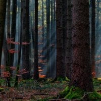 Winter forest with sunrays and moss