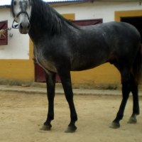 Dark Grey Spanish Stallion