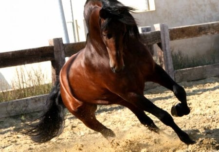 Bay Spaniard - horses, animals, andalusian stallion, spanish stallion