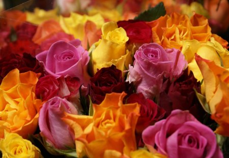 Color roses - flowers, roses