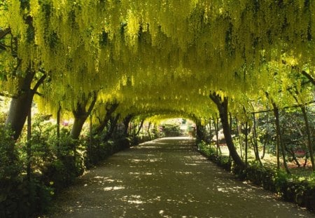 Green path - forest, nature