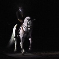 Horse in the Darkness