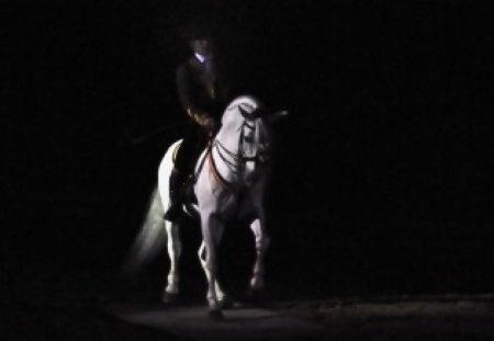 Horse in the Darkness - horses, spanish stallion, andalusian stallion, darkness, dark, animals