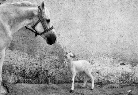 Never Talk to Strangers - black and white, strangers, lamb, horse, animals