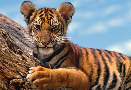 Tiger cub - cubs, tigers