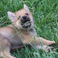 Iberian Wolf Cub