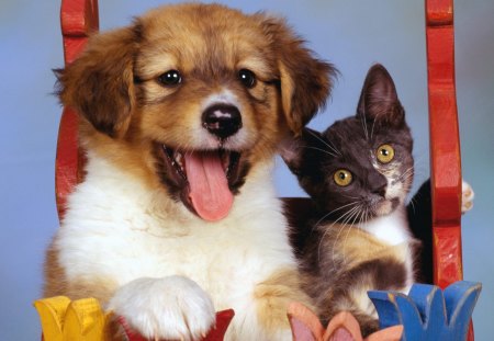 Puppy and kitten - cats, dogs