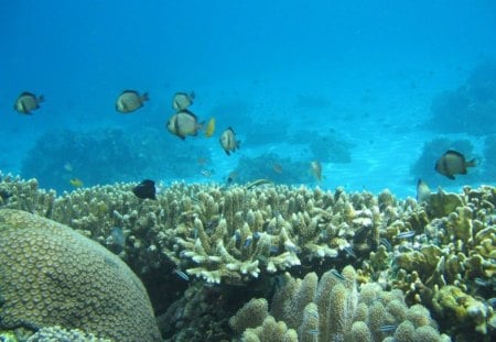 coral reefs - coral reefs, fish