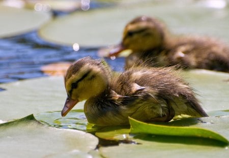 Cuties - duck, lake, water, animal, green, cute, bird