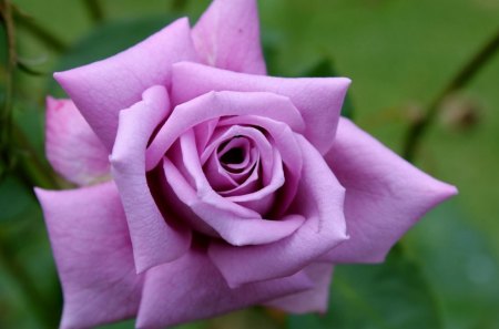 BEAUTIFUL PURPLE ROSE - every, beauty, one, within